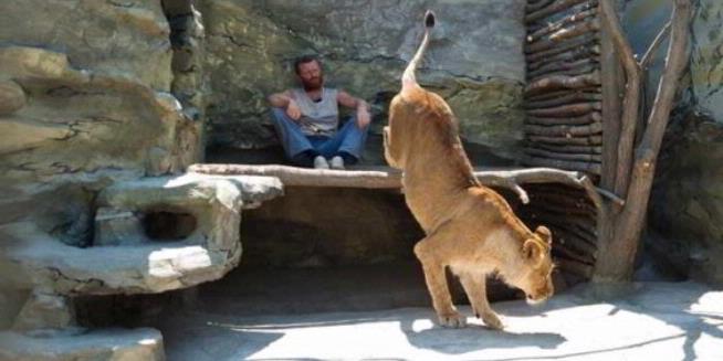 Pemilik Kebun Binatang Berencana Hidup Bersama Singa