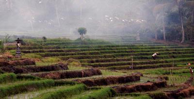 Lahan Pertanian Menyusut, Kota Malang Kekurangan Beras