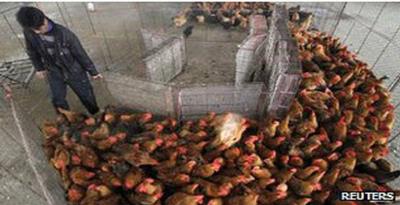 Virus H7N9 Tak Ditemukan di Peternakan Ayam