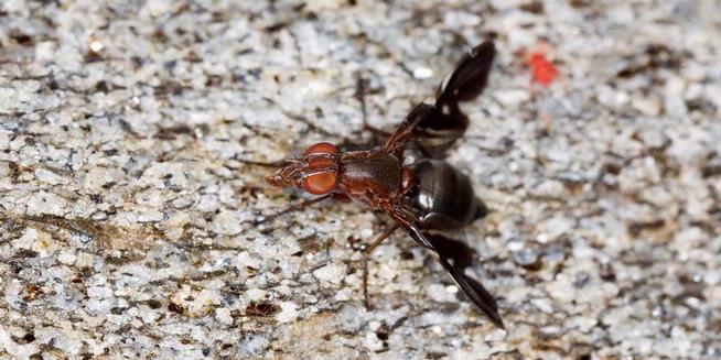 Lalat Ullidiid (Euxesta bilimeki) punya kebiasaan mengeluarkan dan memakan sperma sebagai bentuk penolakan pada pejantan. 