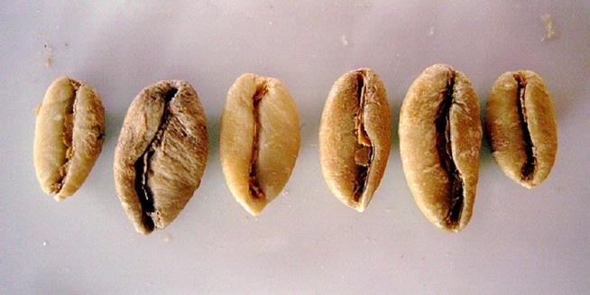 kopi liberika kopi dengan cita rasa sayuran entrepeneur kopi liberika kopi dengan cita rasa sayuran entrepeneur