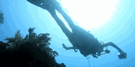 Menyelam Bersama Hiu di Laut Jailolo