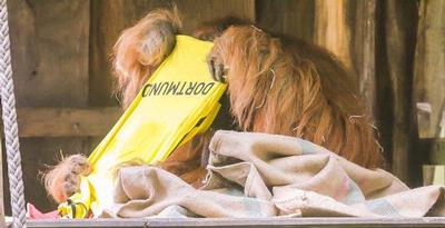 Orangutan dkk Pilih Dortmund Juara Eropa