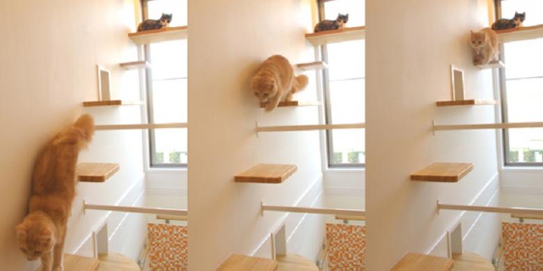 Pelihara Kucing dalam Rumah, Sediakan "Ruang" Ekstra 