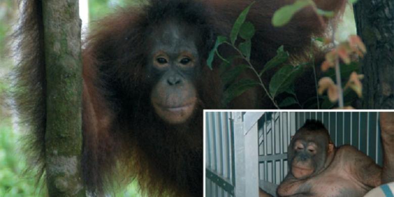 Orangutan jadi pelacur (BOSF)