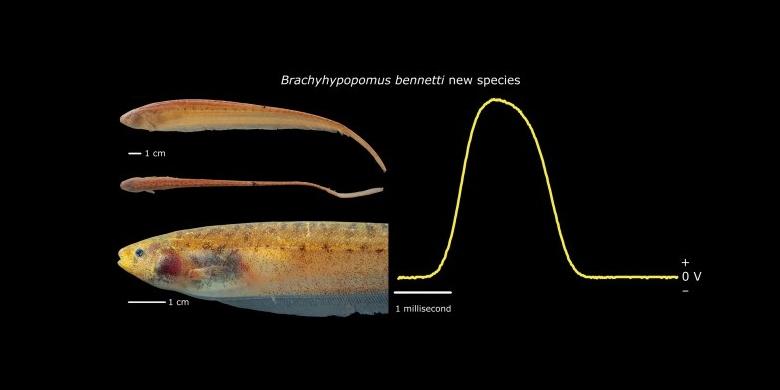 B. bennetti dan listrik yang dihasilkannya