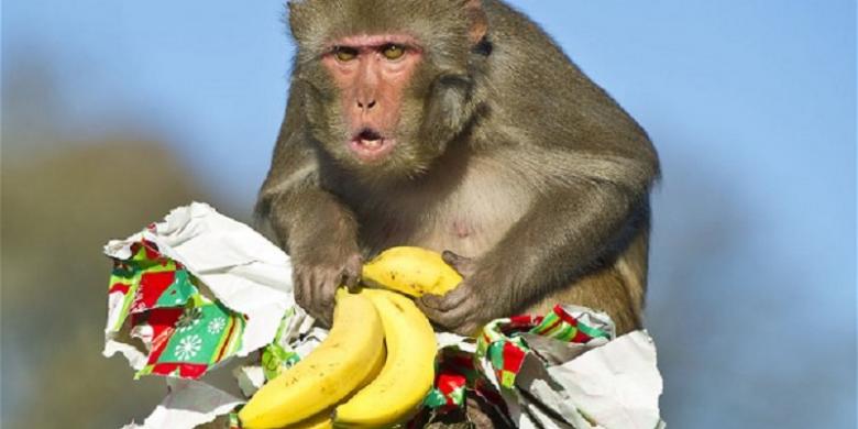 Kenapa Monyet Suka Makan Pisang??