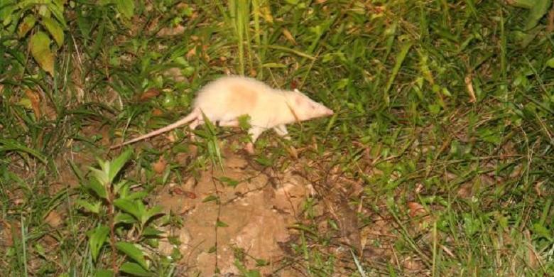 Tikus Raksasa Berbisa di Kutai Timur Diyakini Bukan "Solenodon"
