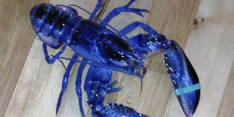 Seorang Remaja Temukan Lobster Langka Berwarna Biru