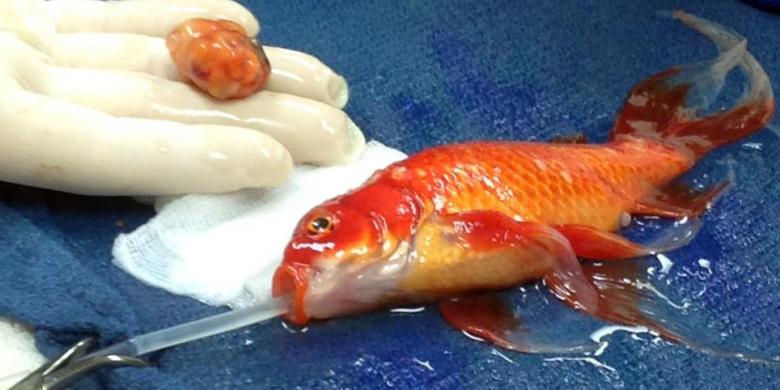 Ikan Emas Selamat Setelah Operasi Tumor Otak Sukses