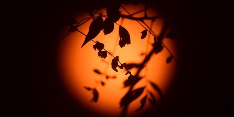 AFP PHOTO / FREDERIC J BROWN Sesaat sebelumterjadinya gerhana matahari parsial yang terlihat dari sela-sela daun di dekat Mount Wilson Observatory, ... - 1425305GerhanaMatahari051414133012-preview780x390