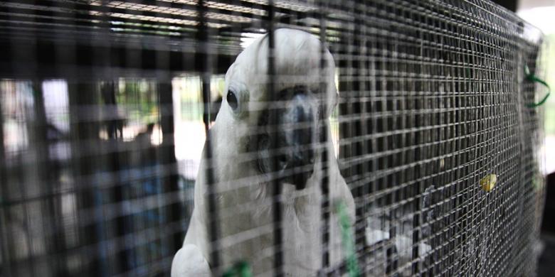 Petition Update Selamatkan Burung Kakaktua Sebelum Tinggal