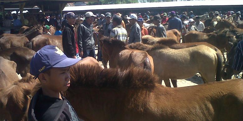 serunya transaksi jual beli kuda di pasar kuda tolo kaskus serunya transaksi jual beli kuda di pasar kuda tolo kaskus