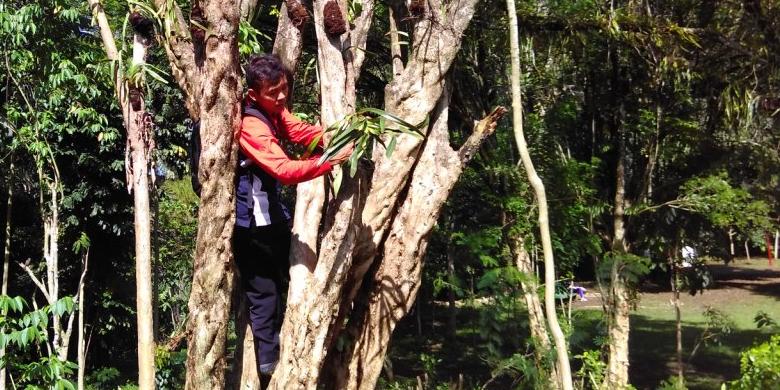 pohon pohon di hutan gunung tidar mulai ditempeli anggrek pohon pohon di hutan gunung tidar mulai ditempeli anggrek