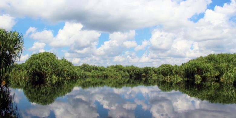 Sungai Koran didominasi tumbuhan rasau, sejenis pandan dengan duri tajam di bagian daun dan batang.