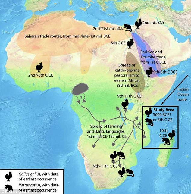 Peta penyebaran ayam dan tikus hitam Asia di Afrika