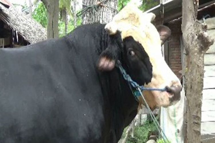 Sapi kurban berbobot 1,1 ton milik peternak di Polewali Mandar, Sulawesi Barat, dibeli Presiden Jokowi seharga Rp 60 juta.