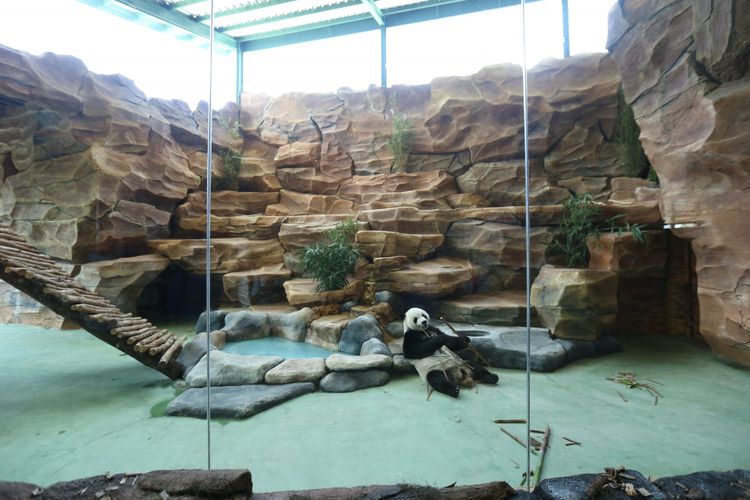 Seekor panda (Ailuropada melanoleuca) asal China diperlihatkan seusai proses karantina di Istana Panda Indonesia, Taman Safari Indonesia Bogor, Jawa Barat, Rabu (1/11/2017). Sepasang panda, Cai Tao (jantan) dan Hu Chun (betina) yang berasal dari pengembangbiakan di China Wildlife Conservation Association (CWCA) akan diperkenalkan untuk publik pada November 2017 ini
