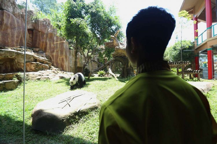 Seekor panda (Ailuropada melanoleuca) asal China diperlihatkan seusai proses karantina di Istana Panda Indonesia, Taman Safari Indonesia Bogor, Jawa Barat, Rabu (1/11/2017). Sepasang panda, Cai Tao (jantan) dan Hu Chun (betina) yang berasal dari pengembangbiakan di China Wildlife Conservation Association (CWCA) akan diperkenalkan untuk publik pada November 2017 ini.