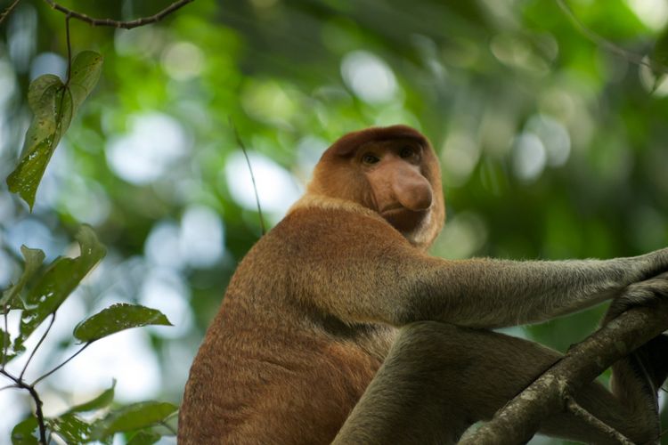 Ilustrasi bekantan (Nasalis larvatus)