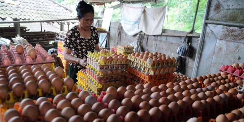 Ilustrasi: Peternak ayam, Rateb, memilah telur yang baru diambilnya dari kandang di Desa Jatiluwih, Kecamatan Penebel, Kabupaten Tabanan, Bali, Jumat (26/4/2013). Sejak seminggu terakhir harga telur tersebut naik dar Rp800 menjadi Rp950 perbutir.