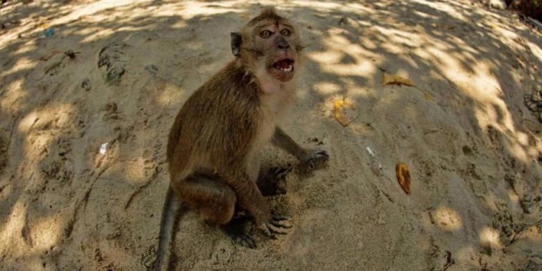 Monyet ekor panjang (Macaca fascicularis) di area Cagar Alam Pangandaran, Jawa Barat, Minggu (5/5/2013).
