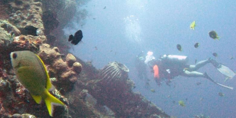 Penyelam menikmati ekosistem bawah laut di bangkai kapal perang USS Liberty yang karam dihantam torpedo Jepang di perairan Tulamben, Karangasem, Bali, Sabtu (5/10/2013).