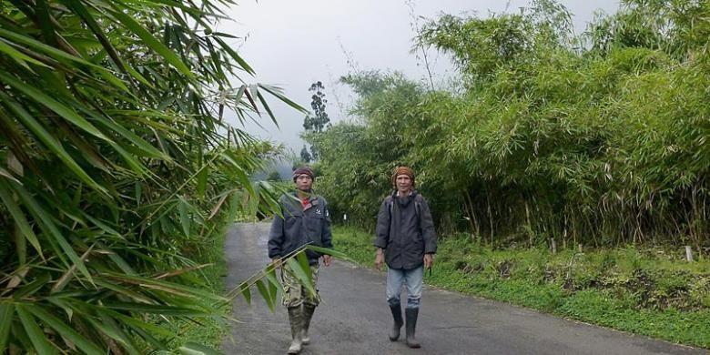 Deni Kusnadi, staf Landscape Dusun Bambu (kiri), dan Ketua Forum Penyelamat Lingkungan Hidup Jawa Barat Thio Setiowekti, beberapa waktu lalu, berjalan di jalan masuk Dusun Bambu, Desa Kertawangi, Cisarua, Bandung Barat, Jawa Barat, yang dirimbuni dedaunan bambu. Bambu yang tumbuh di kiri dan kanan jalan didesain sedemikan rupa agar membentuk terowongan bambu. 