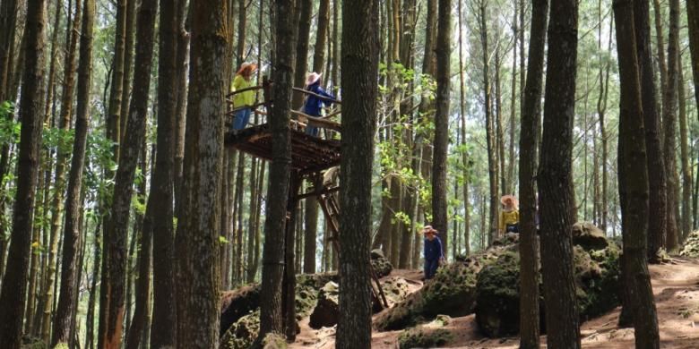 Hutan Pinus Mangunan masuk dalam kawasan Resort Pengelolaan Hutan (RPH) Mangunan. Lokasinya yang searah dengan Makam Raja-raja Imogiri seringkali membuat wisatawan terkecoh dengan menyebutnya Hutan Pinus Imogiri. (KOMPAS.COM/SRI ANINDIATI NURSASTRI)