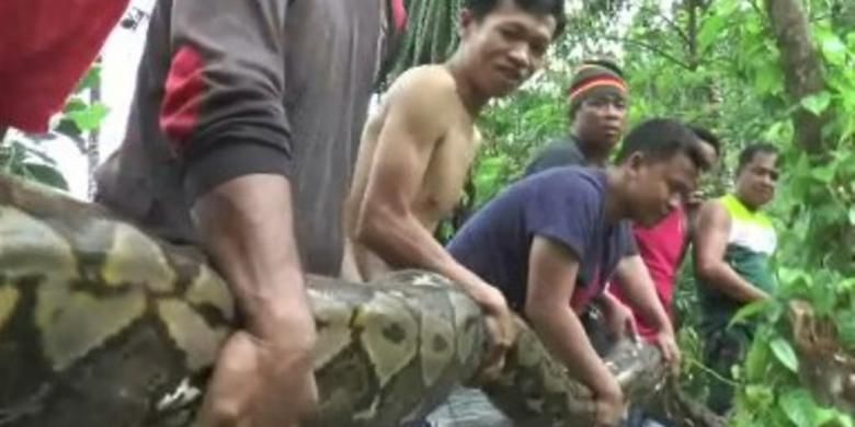 Warga Polewali Mandar, Sulawesi Barat, berjibaku menaklukkan ular pito sepanjang lebih dari 10 meter saat ular piton ini sedang memburu mangsanya.