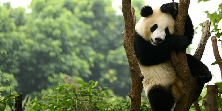 Panda di Chengdu, China.