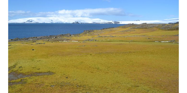 Hamparan lumut di Antartika
 