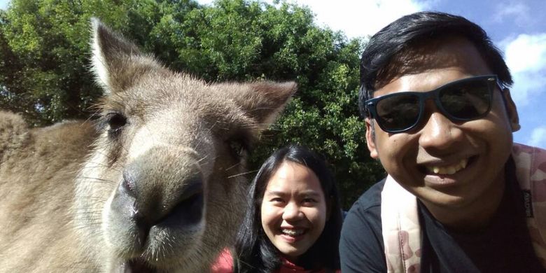 Wisatawan berpose bersama kanguru di Currumbin Wildlife Sanctuary, Queensland, Australia.