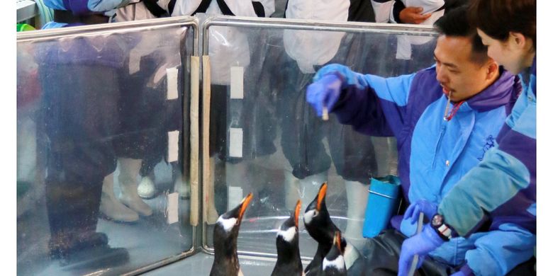 


Pelatih penguin memberikan arahan sebelum bertemu penguin dalam program Encounter Penguin di Ocean Park Hongkong.
