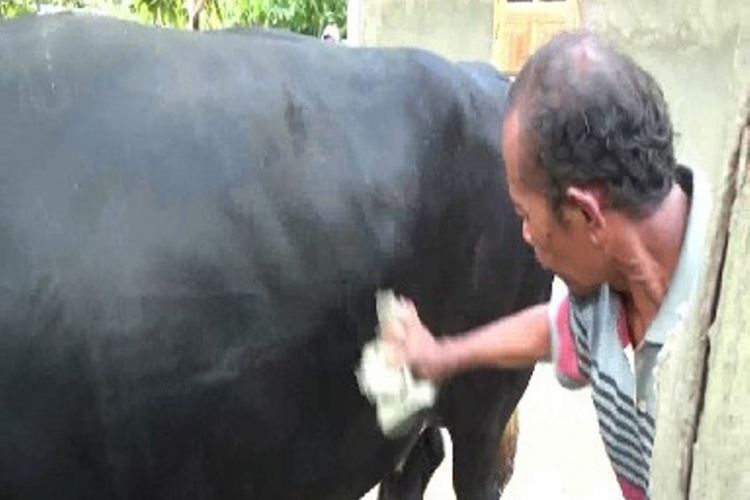 Sapi qurban milik presiden Jokowi seberat 1,1 ton yang dibeli dari Saeman, seorang peternak asal campurjo kecamatan Wonomulyo Polewali Mandar akhirnya dikurbankan untuk masyarakat Wonomulyo Polewali Mandar, Sulawesi barat, Jumat sore (1/9)