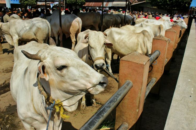 Sapi-sapi peserta Kontes Hewan Kurban yang digelar oleh Pemkab Purbalingga Selasa (1/8/2017). Sedikitnya 39 sapi, 76 kambing, dan 8 domba ikut berpartisipasi dalam kontes tersebut.