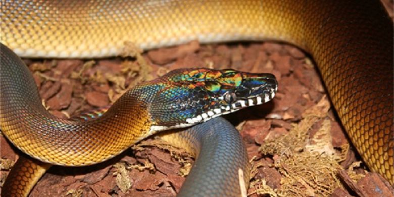 Leiophyton albertisii 