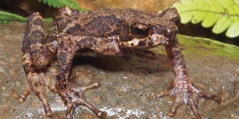 Ini Dia Katak Sigale Gale, Genus Katak Baru dari Sumatera