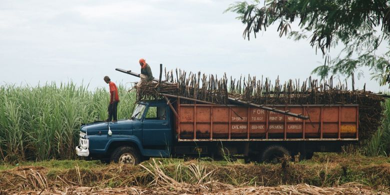 Pada masa panen di Filipina, truk dengan muatan berlebihan membawa potongan tebu yang masih segar ke pabrik.