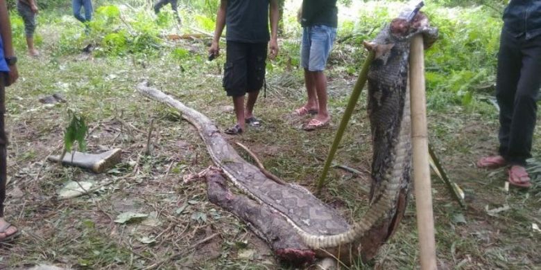 Ular piton sepanjang tujuh meter yang menelan Akbar (25) warga Desa Salubiro, Kecamatan Karossa, Kabupaten Mamuju Tengah, Sulbar, sempat jadi tontonan warga di lokasi kejadian.