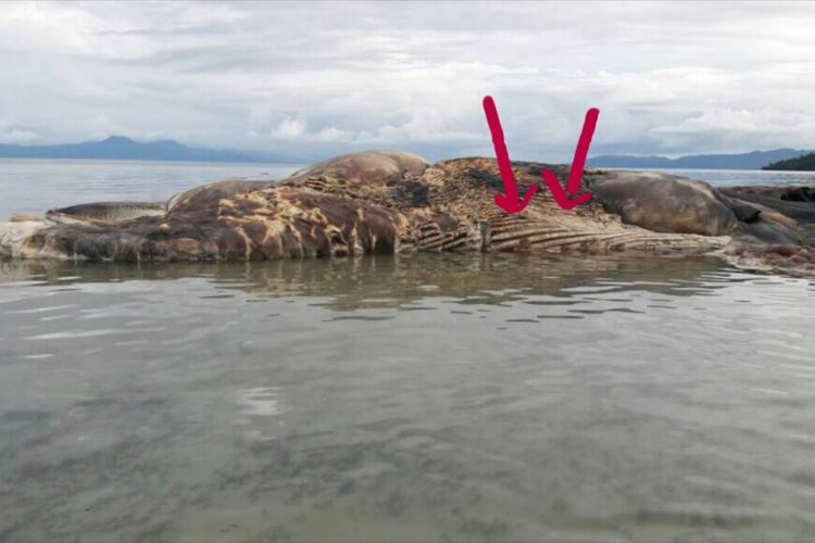 


Ventral Grooves pada bangkai paus di Seram.