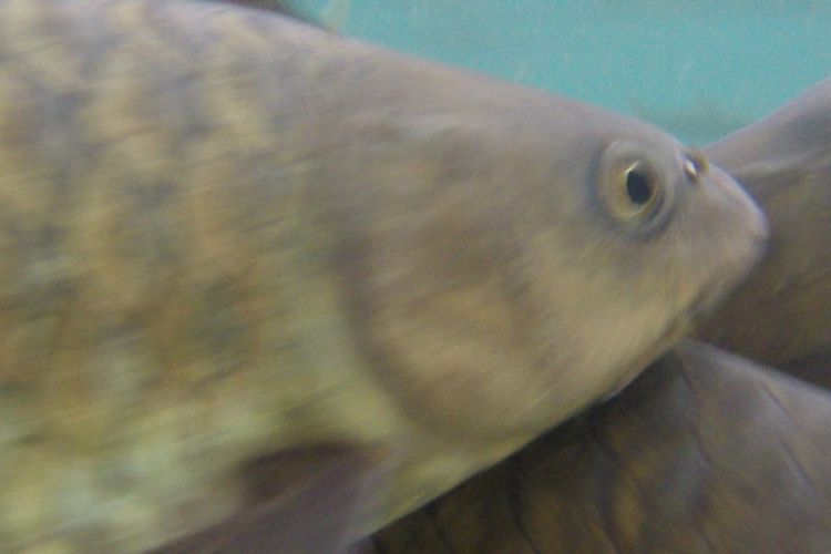 
Ikan dewa di Obyek Wisata Cibulan, yang menjadi salah satu binatang endemik Kukingan, Jawa Barat. Ikan ini jinak namun sulit untuk mendekatinya, kecuali dengan umpan makanan.