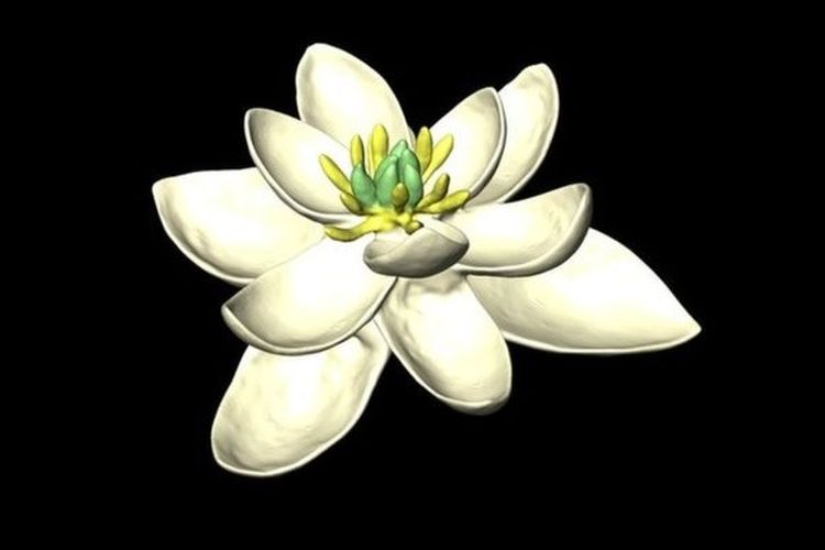 Rekonstruksi wajah moyang bunga di dunia.