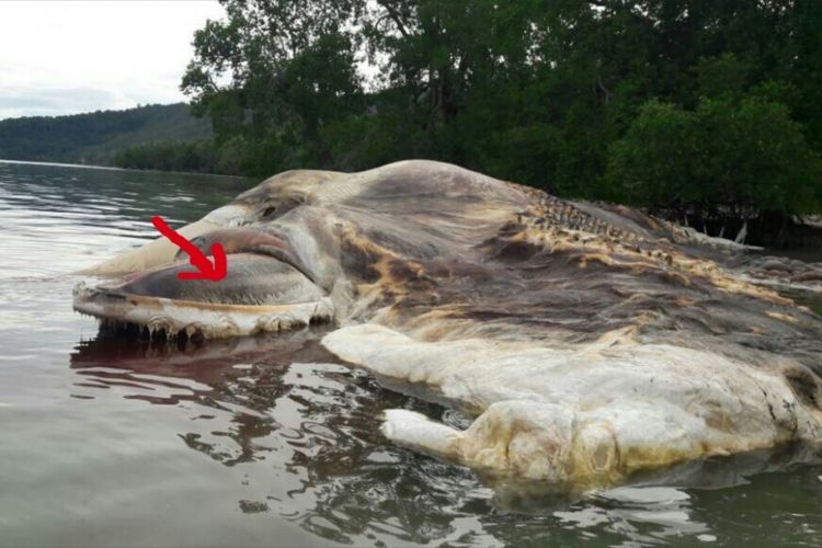 


Bagian menyerupai sikat pada bangkai paus di Seram.