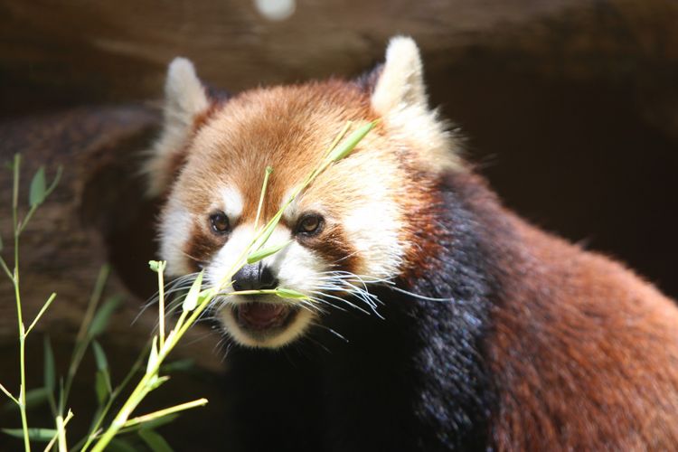 
Seekor panda merah (Ailurus fulgens) asal China diperlihatkan di Istana Panda Indonesia, Taman Safari Indonesia Bogor, Jawa Barat, Rabu (1/11/2017). Binatang langka berbulu merah ini daerah persebarannya berada di Asia Tengah dan juga ditemukan di hutan pegunungan himalaya, Bhutan, India, Laos, Myanmar, dan Nepal.(KOMPAS.com / ANDREAS LUKAS ALTOBELI)