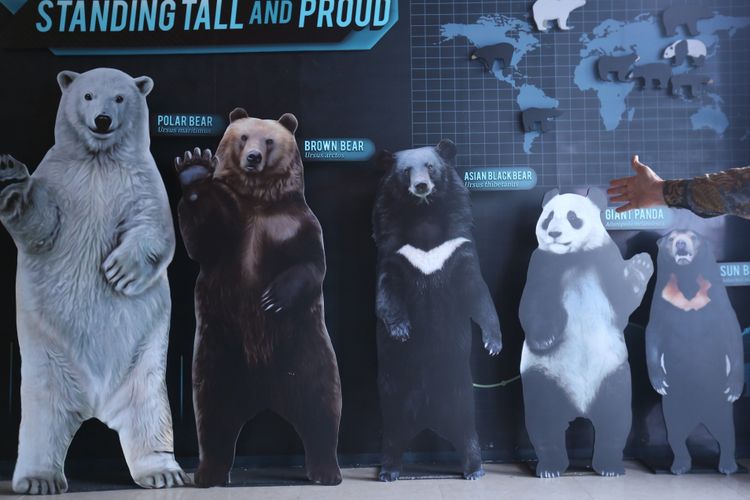 
Suasana di dalam Istana Panda Indonesia, Taman Safari Indonesia Bogor, Jawa Barat, Rabu (1/11/2017). Sepasang panda, Cai Tao (jantan) dan Hu Chun (betina) yang berasal dari pengembangbiakan di China Wildlife Conservation Association (CWCA) telah selesai menjalani proses karantina dan akan diperkenalkan untuk publik pada November 2017 ini(KOMPAS.com / ANDREAS LUKAS ALTOBELI)