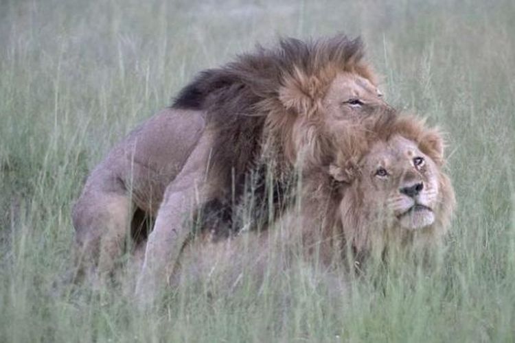 Dua ekor singa jantan tertangkap kamera foto sedang melakukan hubungan seks Taman Suaka Kwando, Botswana, Afrika.  (Nicole Cambre/REX/Daily Mail )