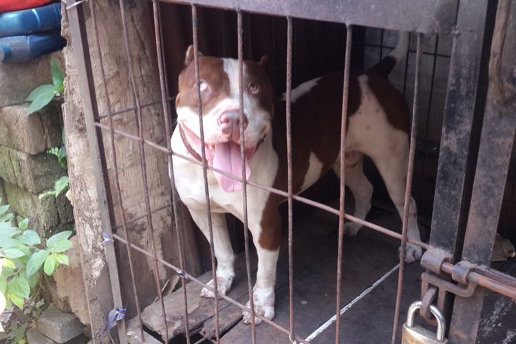 Anjing jenis pitbull classic yang menggigit seorang bocah hingga meninggal saat dititipkan ke bapak asuhnya, Senin (7/8/2017)