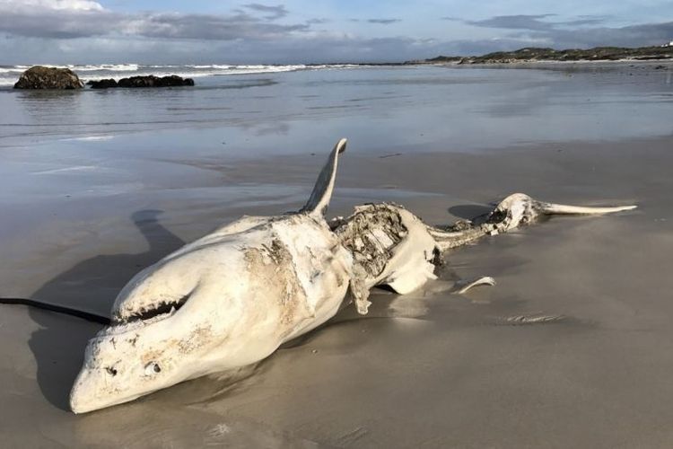 Hiu putih terdampar dalam kondisi tanpa hati di pantai wilayah Afrika Selatan. Diduga, hiu itu menjadi korban paus pembunuh.