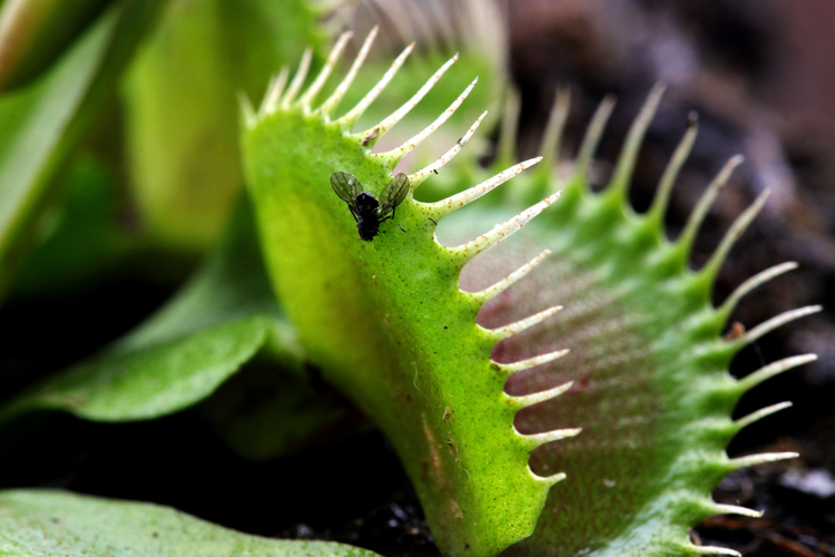 Gambar Sarracenia (Kantong Peri)